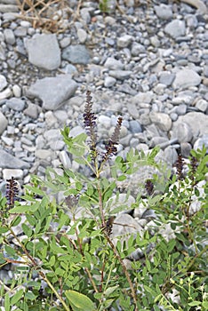 Close up Amorpha fruticosa plant photo