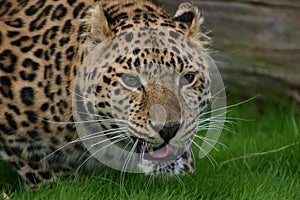 Close up of a Amur Leopard, licking its lips
