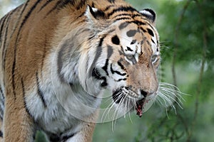 Close up of an Amur Tiger chewing on a bone