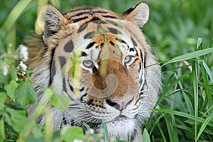 Close up of an Amur Tiger in the grass