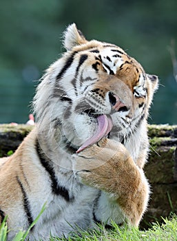 Close up of an Amur Tiger in the grass