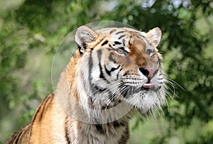 Close up of an Amur Tiger poking his tongue out