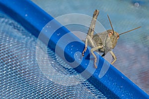 Close-up of Anacridium aegyptium nymph on a blue swimming pool net