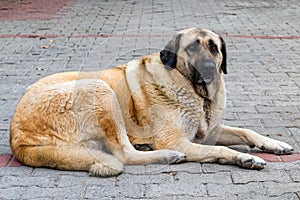Close up of Anatolian Shepherd or Kangal Shepherd dog photo