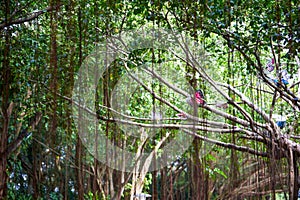 Close-up of an ancient huge banyan tree