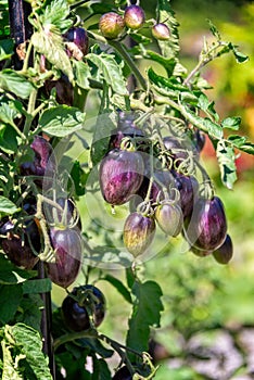 Ancient specie of purple tomatoes growing in a vegetable garden photo