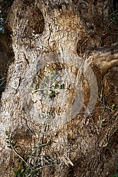 Close up of ancient tree trunk in Peloponnese, Greece.