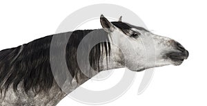 Close-up of an Andalusian head, 7 years old, stretching its neck, also known as the Pure Spanish Horse or PRE