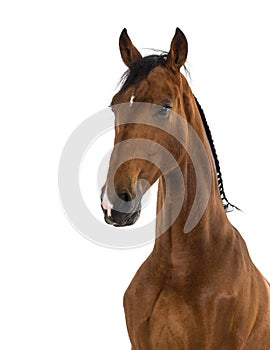 Close-up of an Andalusian horse