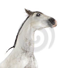 Close-up of an Andalusian horse photo