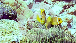 Close up of anemone fish in Eilat, Israel.