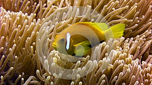 Close up of anemone fish in the maldives.