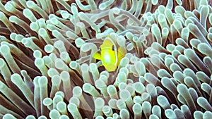 Close up of anemone fish in the maldives.