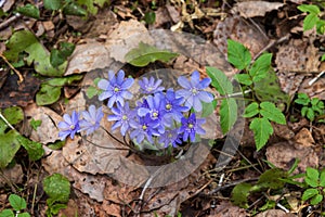 A close-up of Anemone hepatica flowers liverwort, kidneywort or pennywort photo