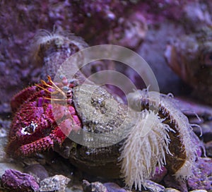 Close-up of an Anemone Hermit Crab