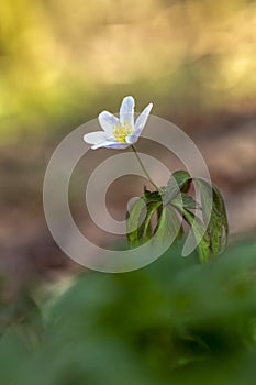 Close up of an anemone of the woods