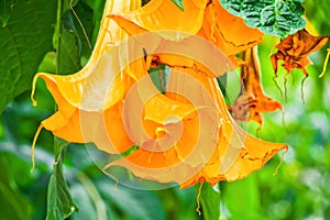 Close-up of Angel`s trumpets Brugmansia suaveolens or Orange brugmansia flower or Datura