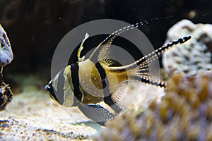 Close up angelfish in an aquarium, fresh water fish swimming