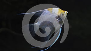 Close-up of an angelfish floating in an aquarium.