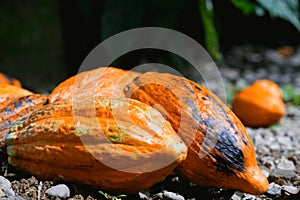 close up angle of cocoa harvest.