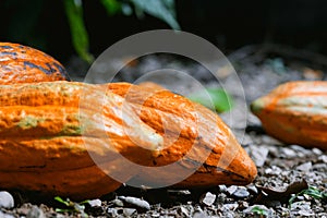 A close up angle of cocoa harvest.