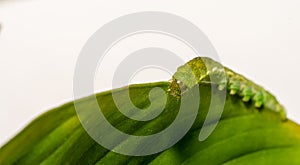 close up of Angle Shades caterpillar on a green leaf on a white background