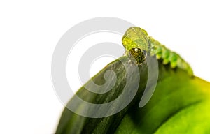 close up of Angle Shades caterpillar on a green leaf on a white background