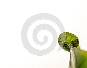 close up of Angle Shades caterpillar on a green leaf on a white background