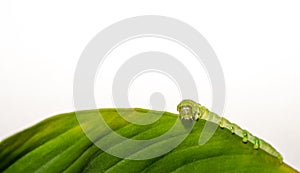 close up of Angle Shades caterpillar on a green leaf on a white background