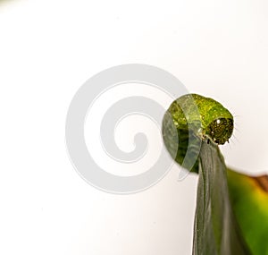 close up of Angle Shades caterpillar on a green leaf on a white background