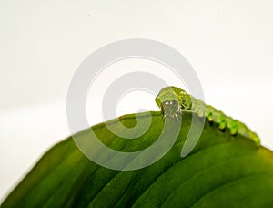 close up of Angle Shades caterpillar on a green leaf on a white background