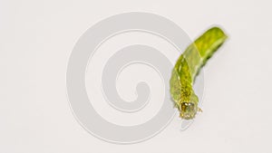 close up of Angle Shades caterpillaron a white background