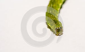 close up of Angle Shades caterpillaron a white background