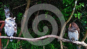 Close up angle three owls on a tree branch