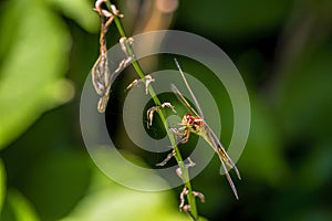 Close-up Angle View of Beautiful Dragonfly in Garden on leaf Stem