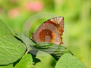 A close up of angled castor butterfly.