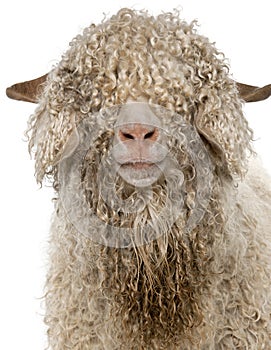 Close-up of Angora goat