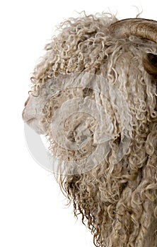 Close-up of Angora goat