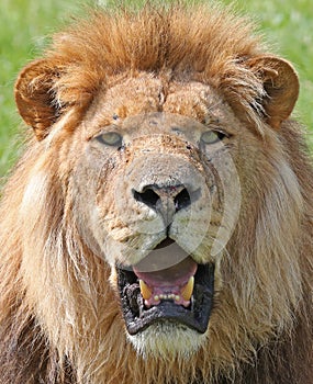 Close up of an Angry African Lion