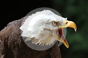 Close up of an angry Bald Eagle calling