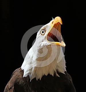 Close up of an angry Bald Eagle calling
