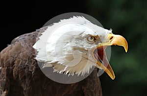 Close up of an angry Bald Eagle calling