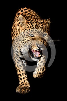 Close up angry big leopard isolated on black background