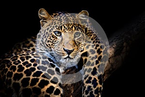 Close up angry big leopard isolated on black background