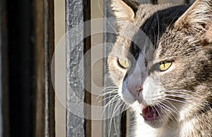 Close-up of an angry cat