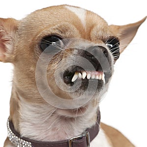 Close-up of angry Chihuahua growling, 2 years old