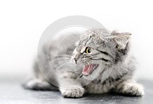 Close-up of angry kitten