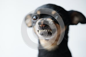 Close-up angry little black dog of toy terrier breed on a white background.Selective focus