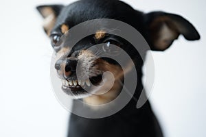 Close-up angry little black dog of toy terrier breed on a white background.Selective focus