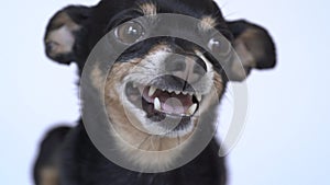 Close-up of an angry little black dog Toy Terrier breed on a white background. Small dog growls and grins, angry dog. Selective fo